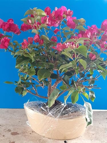 Árbol bonsái de buganvillas