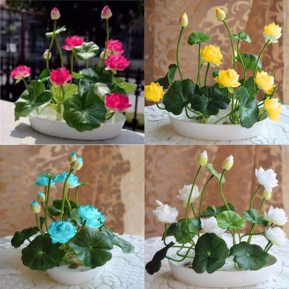20 SEEDS-Bowl Lotus Flower water Aquatic Plants Nelumbo Nucifera-Easy Pack (B07WCDBJ78) Amazon Price History, Amazon Price Tracker