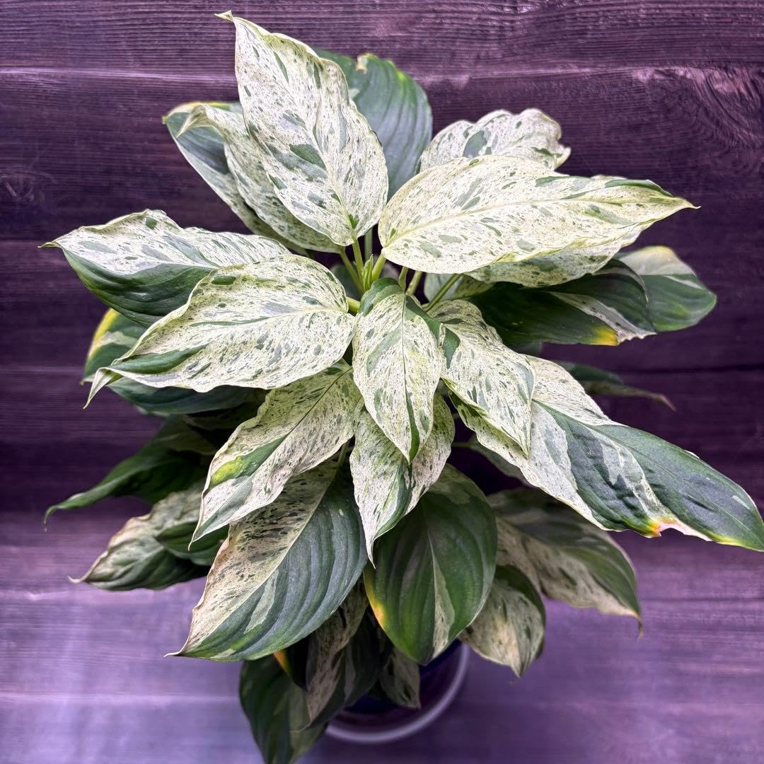 ホマロメナ　斑入り ホマロメナ 斑入り Amazon｜ホマロメナ 斑入り｜観葉植物 オンライン通販