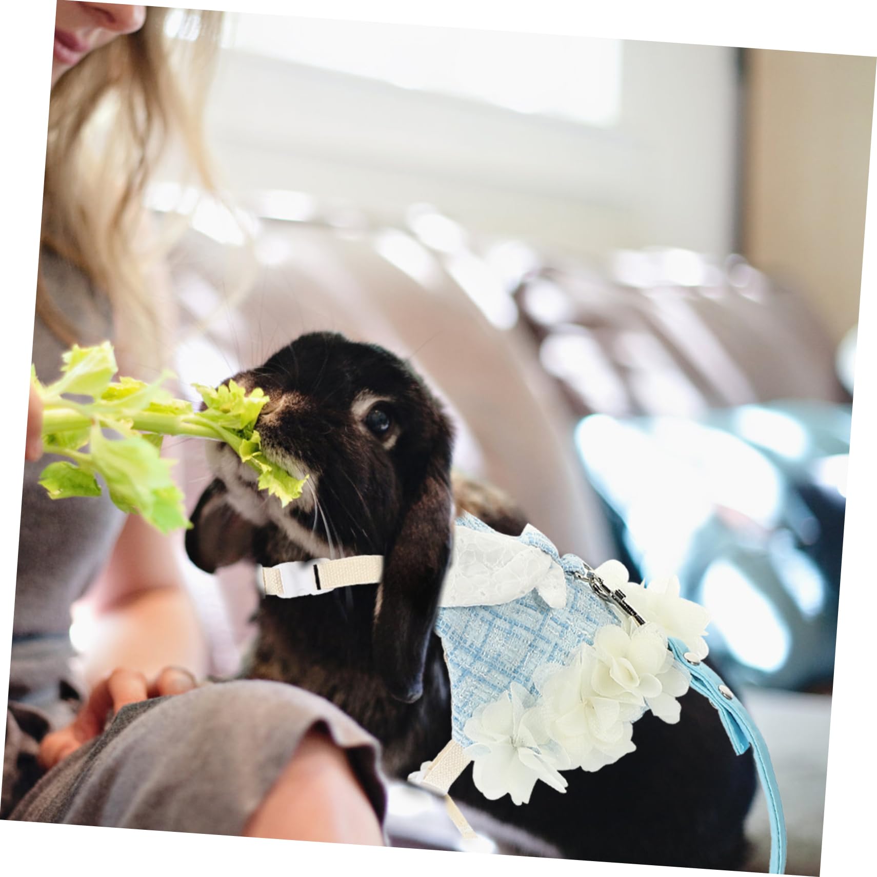 minkissy 3 Sets pet rabbit clothes bunny supplies bunny harness with leash pet rabbit costume Bunny Vest Harness guinea pig outdoor vest Bunny Decorative Dress apparel Xiaoxiangfeng cotton