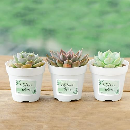 Miniatura 7 de Avery Etiquetas de identificación fáciles de peel duraderas con tecnología Sure Feed, 6793, rectangulares, 2" x 2-58", blancas, paquete de 120