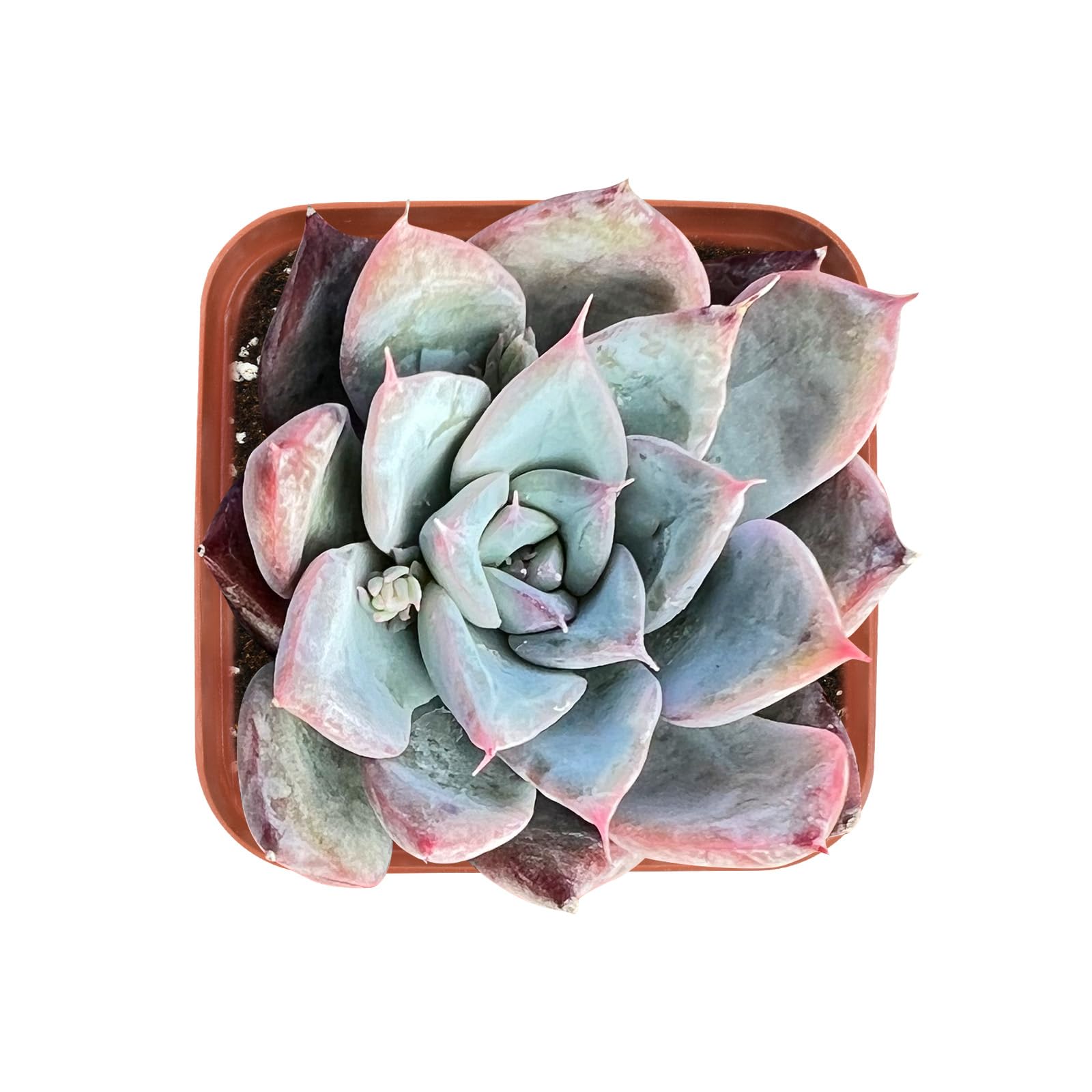 Sprout N Green Echeveria Colorata x Laui, Rare Live Succulent Plant Fully Rooted in 2" Planter with Soil, Home Office Indoor Outdoor Wedding Decoration DIY Projects Party Favor
