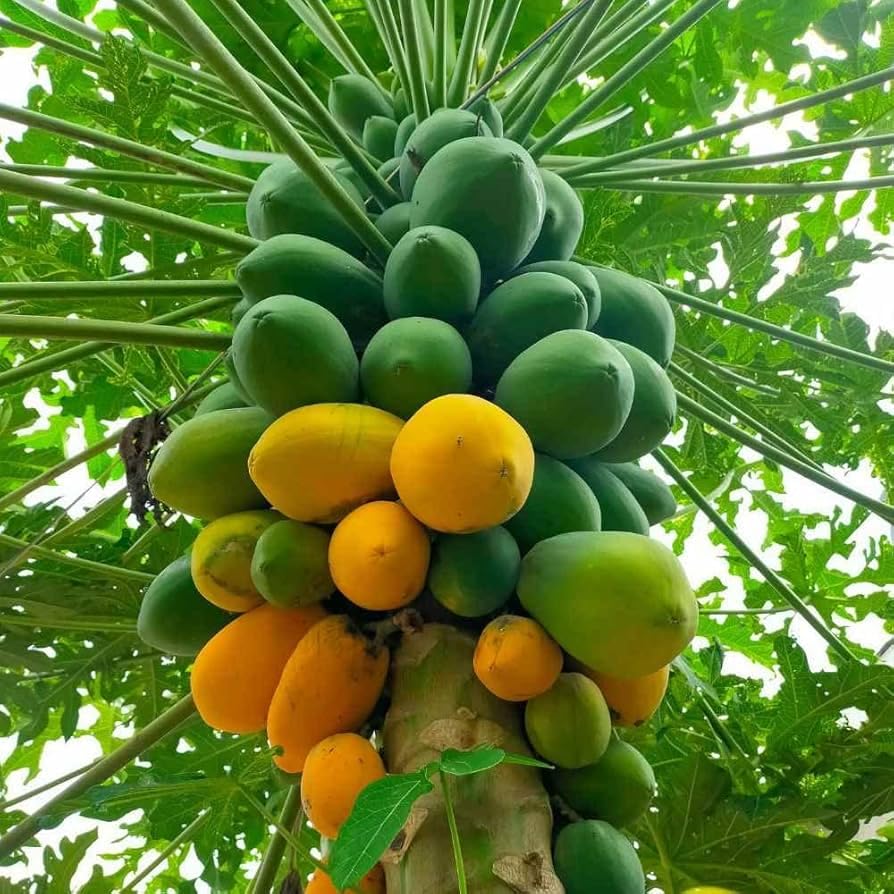 Papaya Red Lady Seeds | Red Lady F1 Hybrid Papaya Taiwan 786 Variety Seeds | Papita Seeds For Home Garden (Pack of 66) Seeds (B0DD3BCR91) Amazon Price History, Amazon Price Tracker