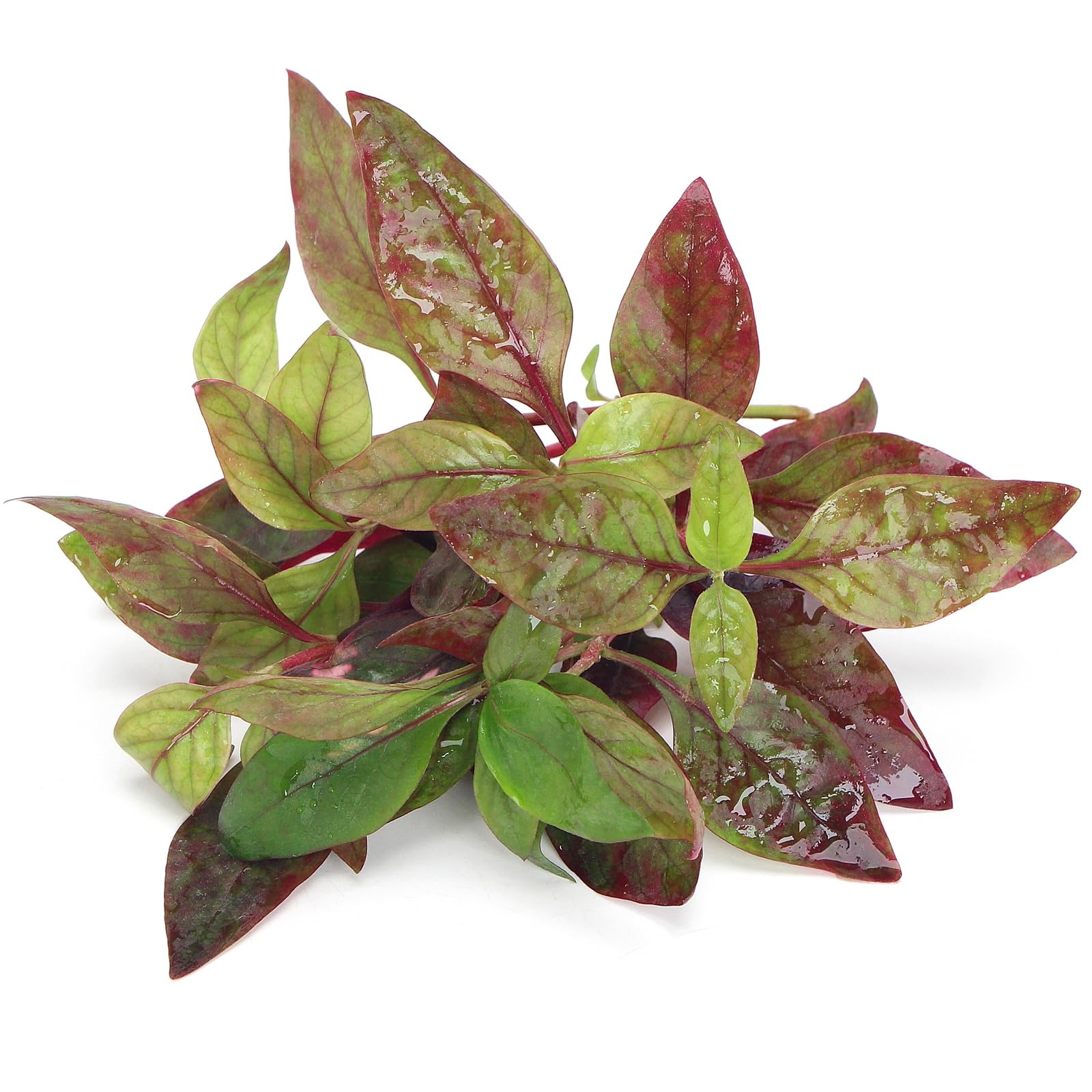K2AQUA Alternanthera Reineckii Red Broad Live Aquarium Plant Stunning Deep Red Green Leaves Easy Care Low Maintenance Foreground Midground Freshwater Tank Natural Decoration Beginner Friendly