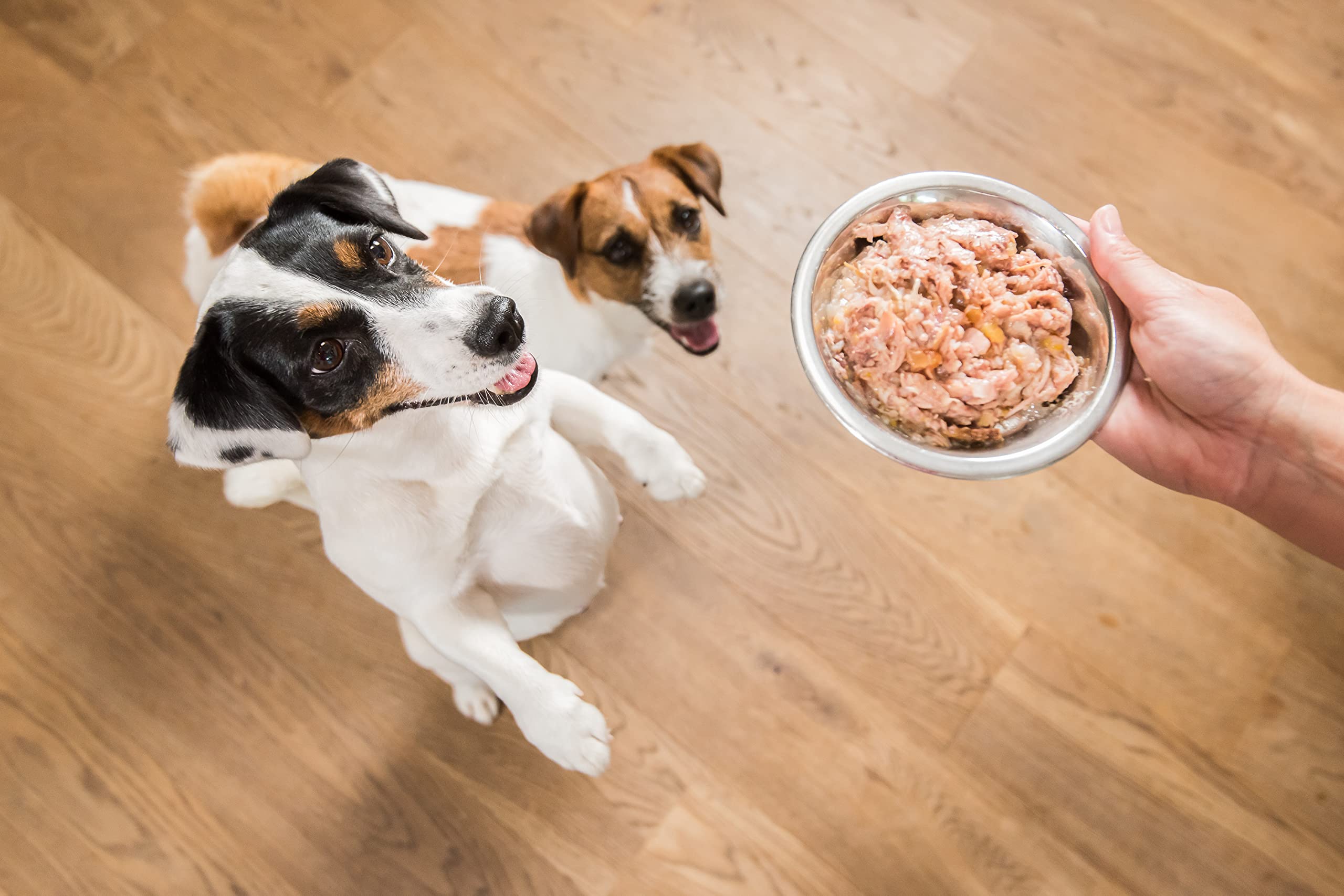 Schesir, Cibo Umido per Cani Adulti con Spigola e Tonnetto, in Morbida Gelatina (24 Lattine da 85g)