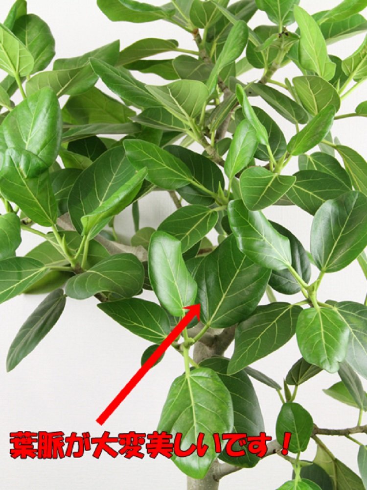 Amazon｜観葉植物 フィカス ベンガレンシス 10号 | 幹曲り, 鉢カバー付