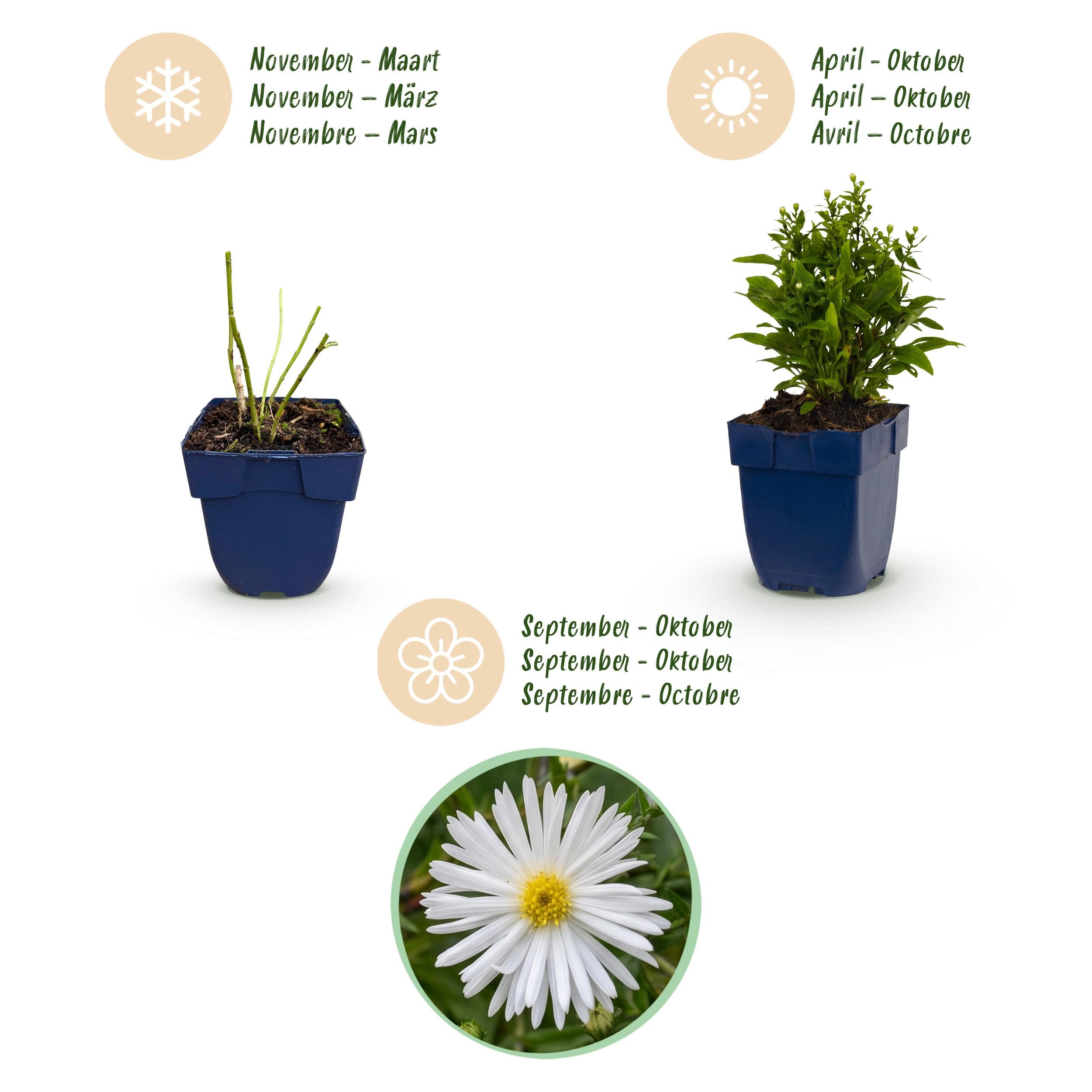 Aster (D) Schneekissen - Aster marino - Attira api e farfalle - Bianco - 6 piante - 15-25cm - Ø11cm - Pianta da giardino