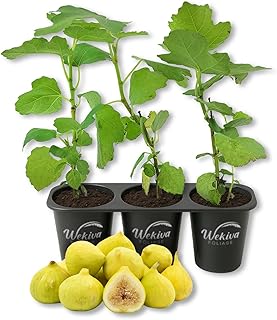 14 Slope Backyard Landscaping Ideas for Usable Outdoor Space 76 Kadota Fig Tree - 3 Live Starter Plants - Ficus Carica - Edible Fruit Tr...