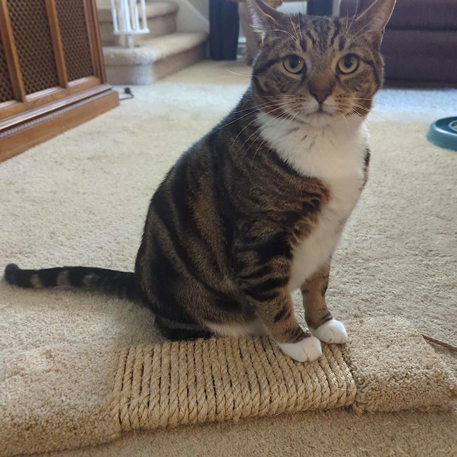 Dimaka Arbre à Chat De Rechange Pour Arbre à Chat, Lit à Chat, Jouet Pour Chat, Cube Pour Chat Vis Non Incluses M8 34 Cm