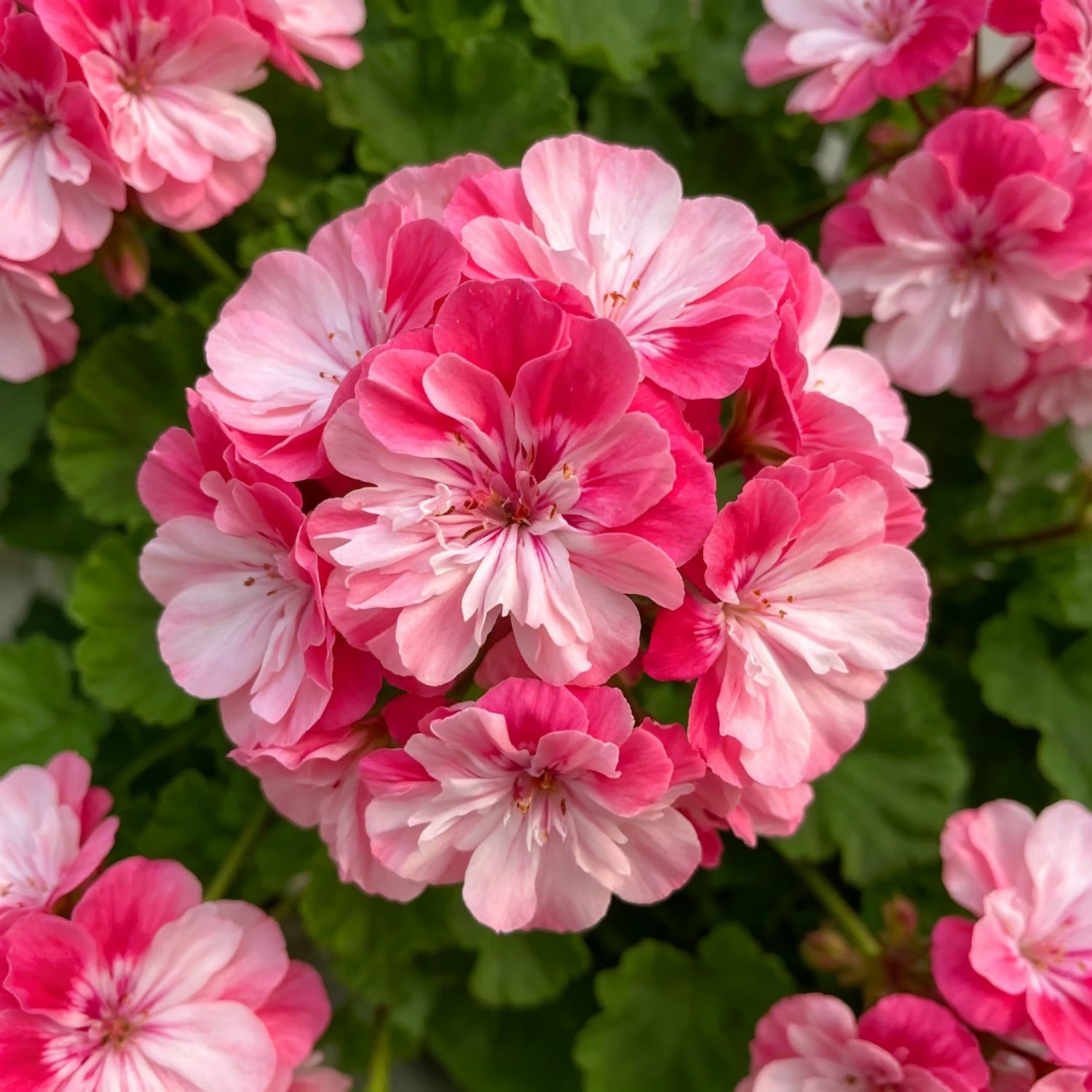Double Geranium Seed-Hardy,Perennial, Vibrant Floral Display Garden — image 1