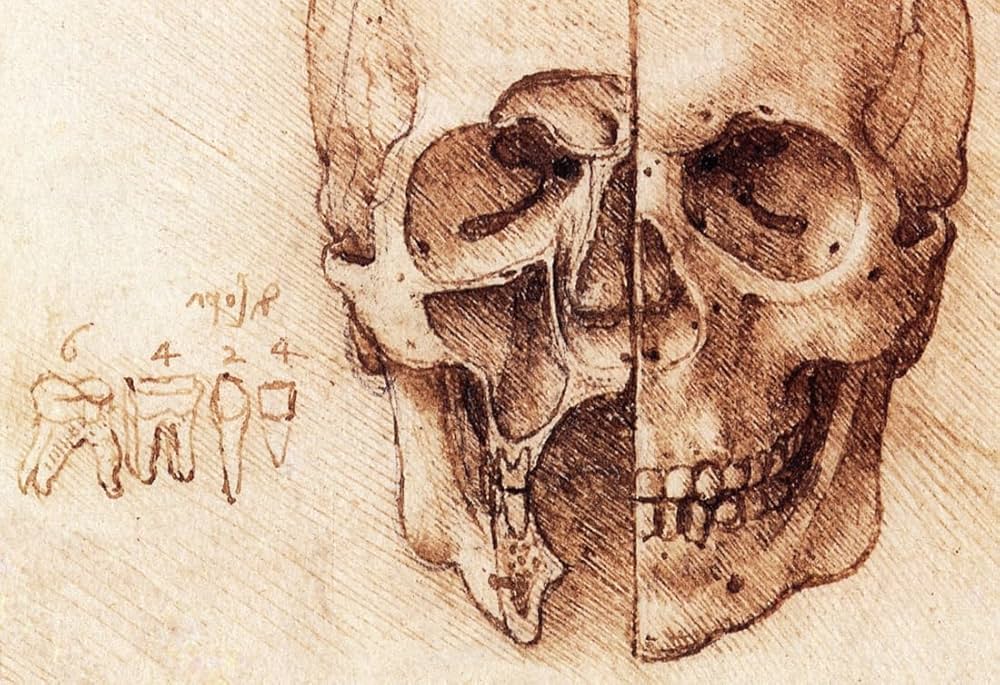 Artist Unknown Skull Poster, Sectioned Skull by Leonardo Da