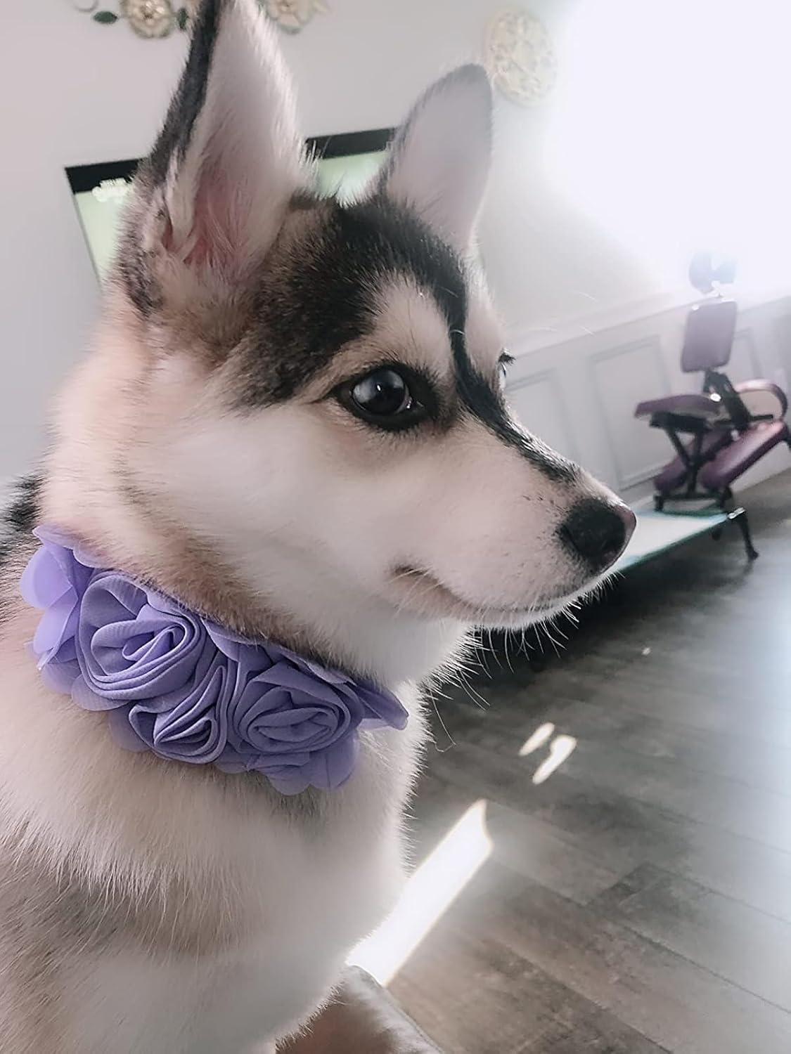 4 or 6 or 20PCS Dog Collar Large Flowers Pet Collar Charms Attachment for Small Medium Big Girl Female Cat Puppy Alpaca Rabbit Neck Bows Sliders Grooming Accessories