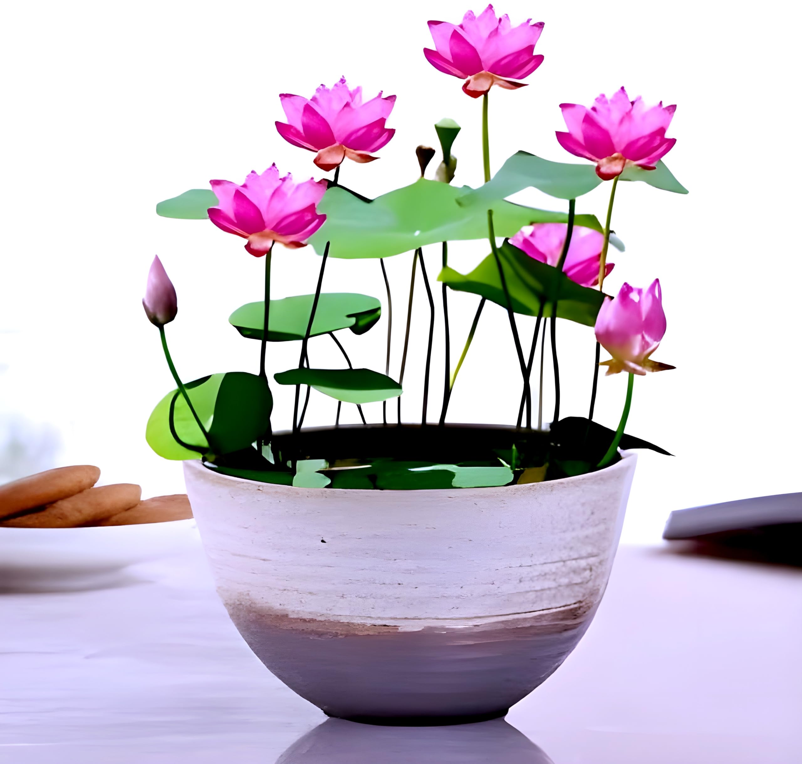 Rishika Plant House-Organic All Season "LIANG LI MICRO LOTUS" Water Lily TUBER Aquatic Plants Flower Easyle from tuber Planting Pond, Indoor Outdoor Decor can grow in Small (B0DDJ9XDB1) Amazon Price History, Amazon Price Tracker