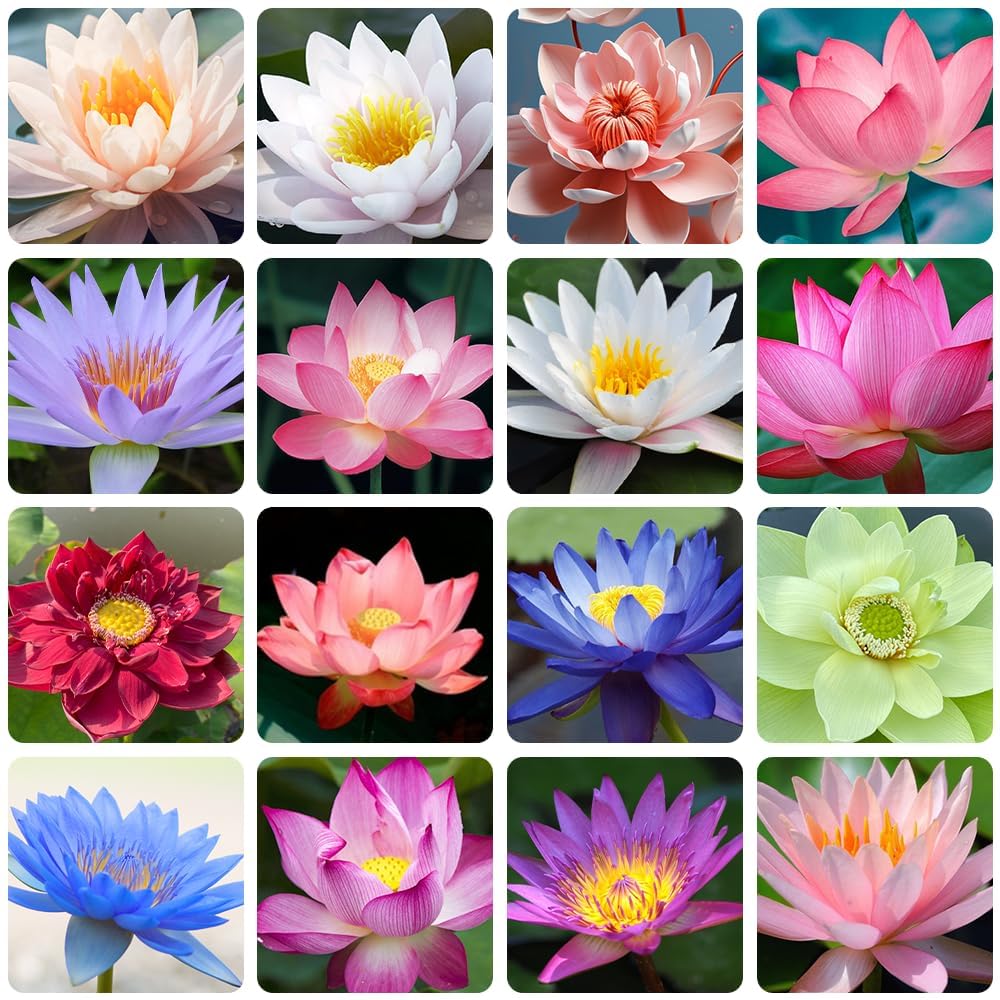 Lotus Seeds for Planting For 30 Seeds -100% Germination Mix Flower Seeds - All Mix Color Growing Lotus Kamal Gatta Seed, Home Gardening, Live Water plant for Pond Kamal Gatta Seeds (B0DC749P7T) Amazon Price History, Amazon Price Tracker