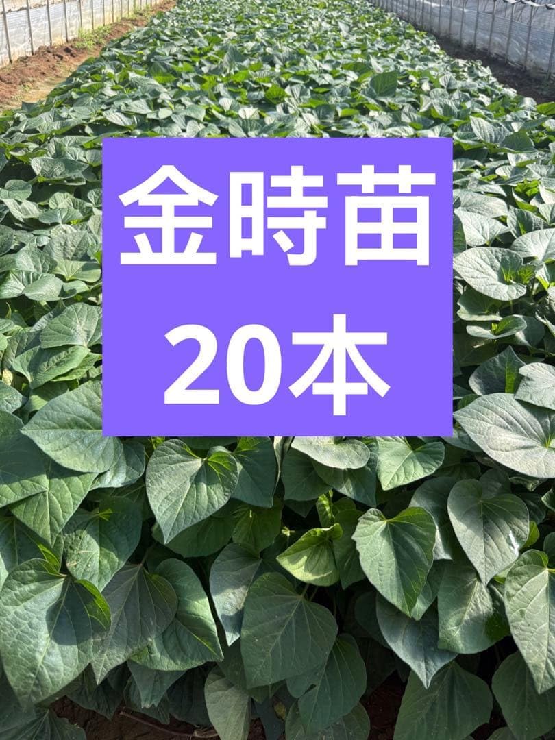 Amazon.co.jp: 金時の苗 20本 : DIY・工具・ガーデン