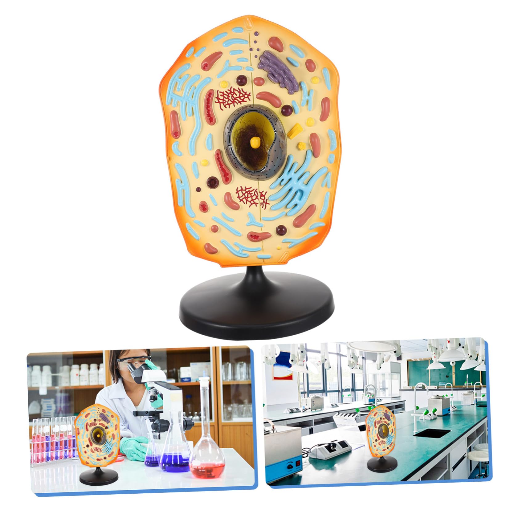Tierzellmodell Lehrmodell für Biologieunterricht aus Abs | Anatomisches Tierzellmodell, für Forschung und Schule, Kompakte Lernhilfe aus Abs