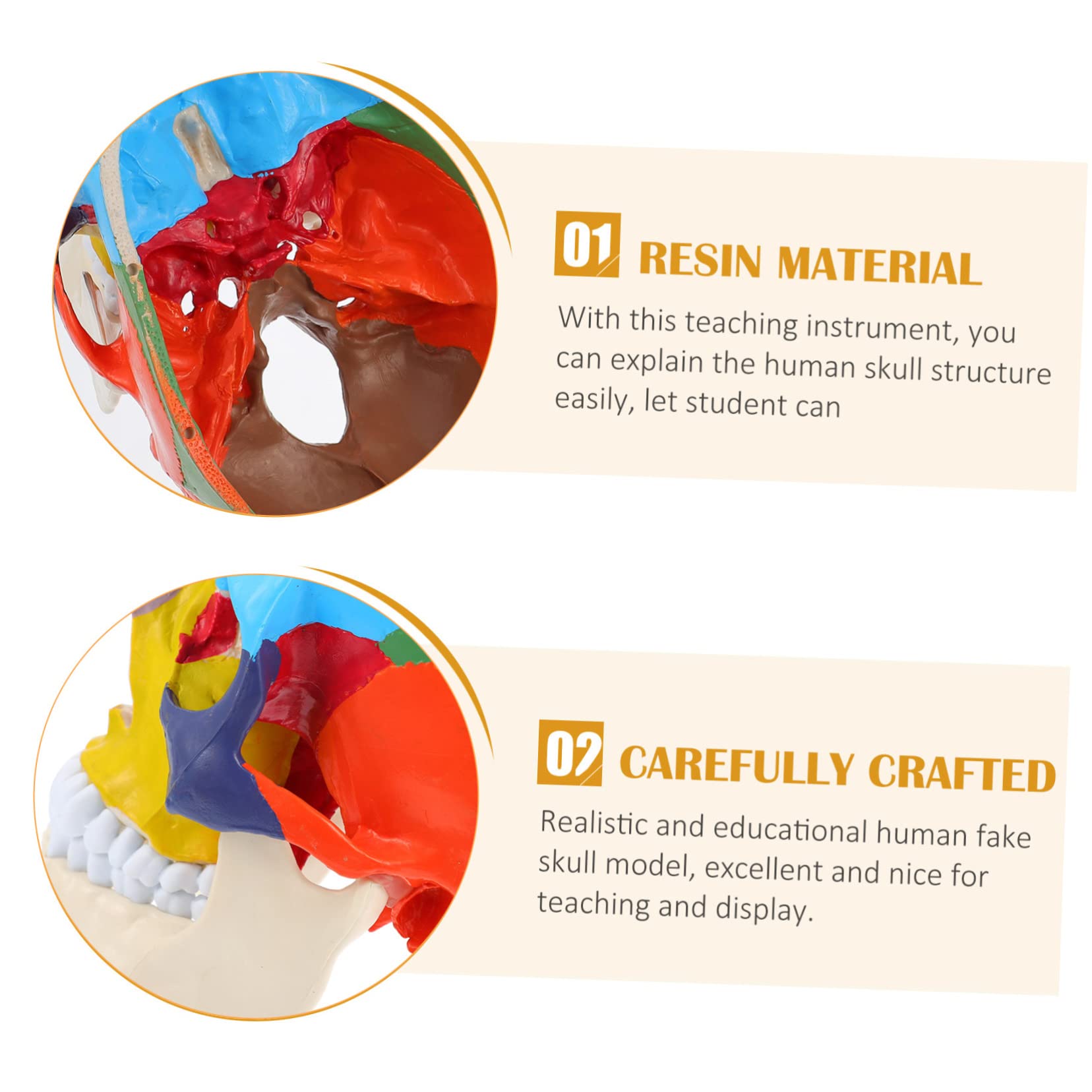 CHILDWEET Model Czaszki Medycznej Edukacyjny Model Czaszki Ludzkiej z Realistycznym Wyglądem Narzędzie Do Nauki Anatomii Dla Studentów Wysoka Jakość i Bezpieczny Materiał