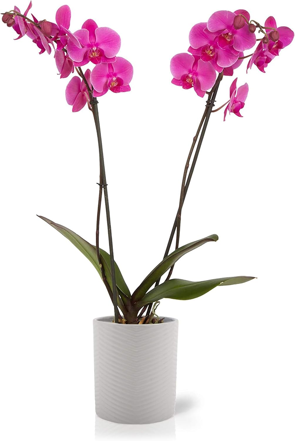 Color Orchids Live Blooming Double Stem Phalaenopsis Orchid Plant in Ceramic Pot, 20" -24" Tall, Pink Blooms