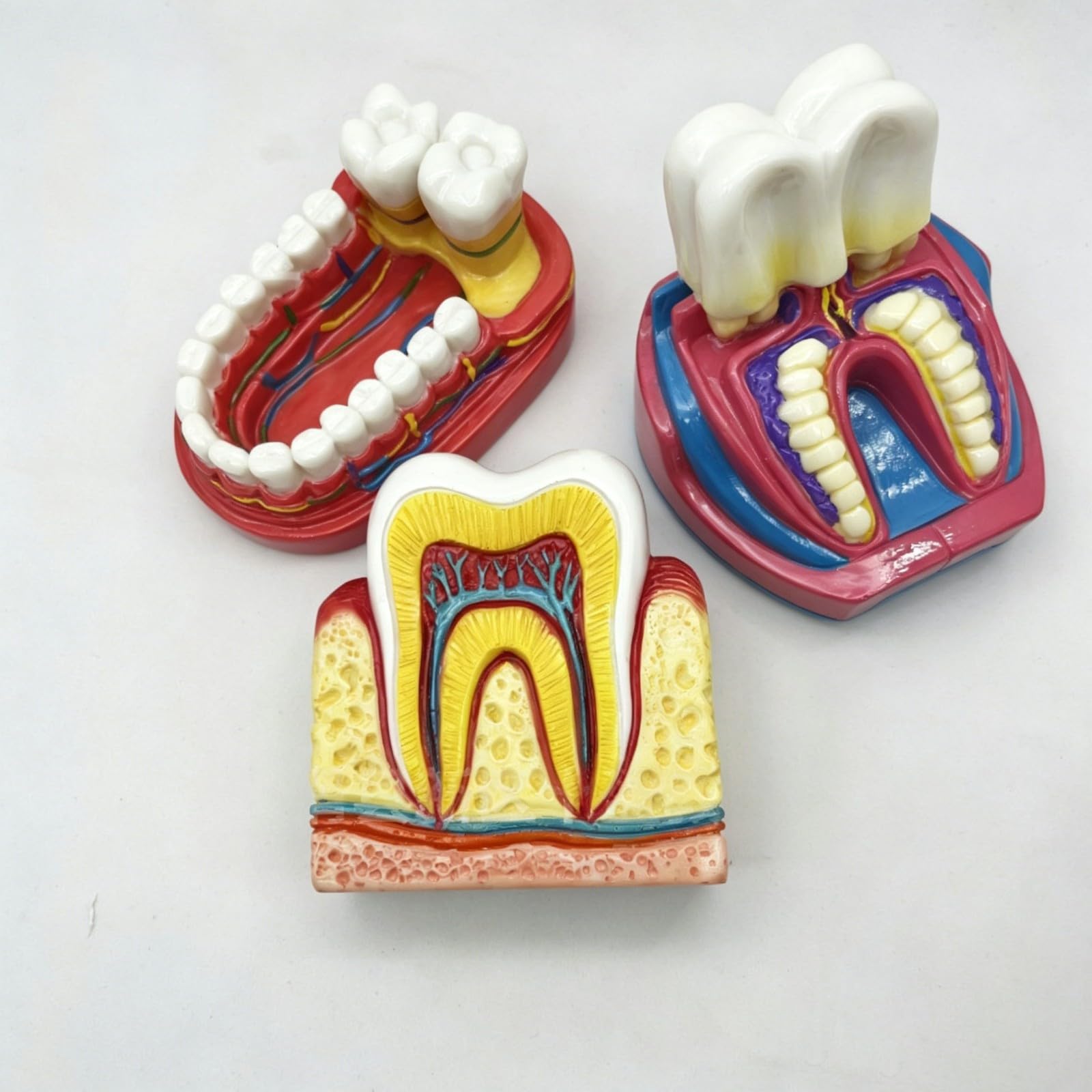 Ornamento da scrivania modello dentale, divertente decorazione artistica per studi dentistici, regalo unico per pensionamento, laurea o compleanno per uomini e donne, decorazione personalizzata per