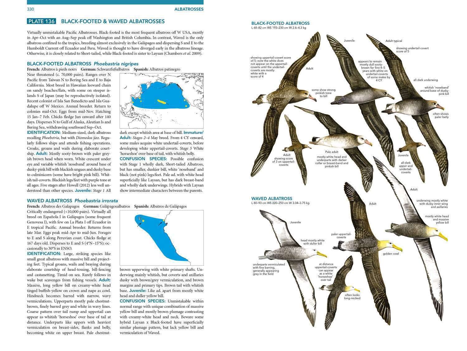 Seabirds. The New Identification Guide