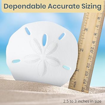 Real Sand Dollars 2.5 to 3 (3 Pack) Sand Dollar Wall Art & Ornament Set Beach Wedding Decor Nautical Party Table Decor Mini Shells for Crafts Coastal Gifts