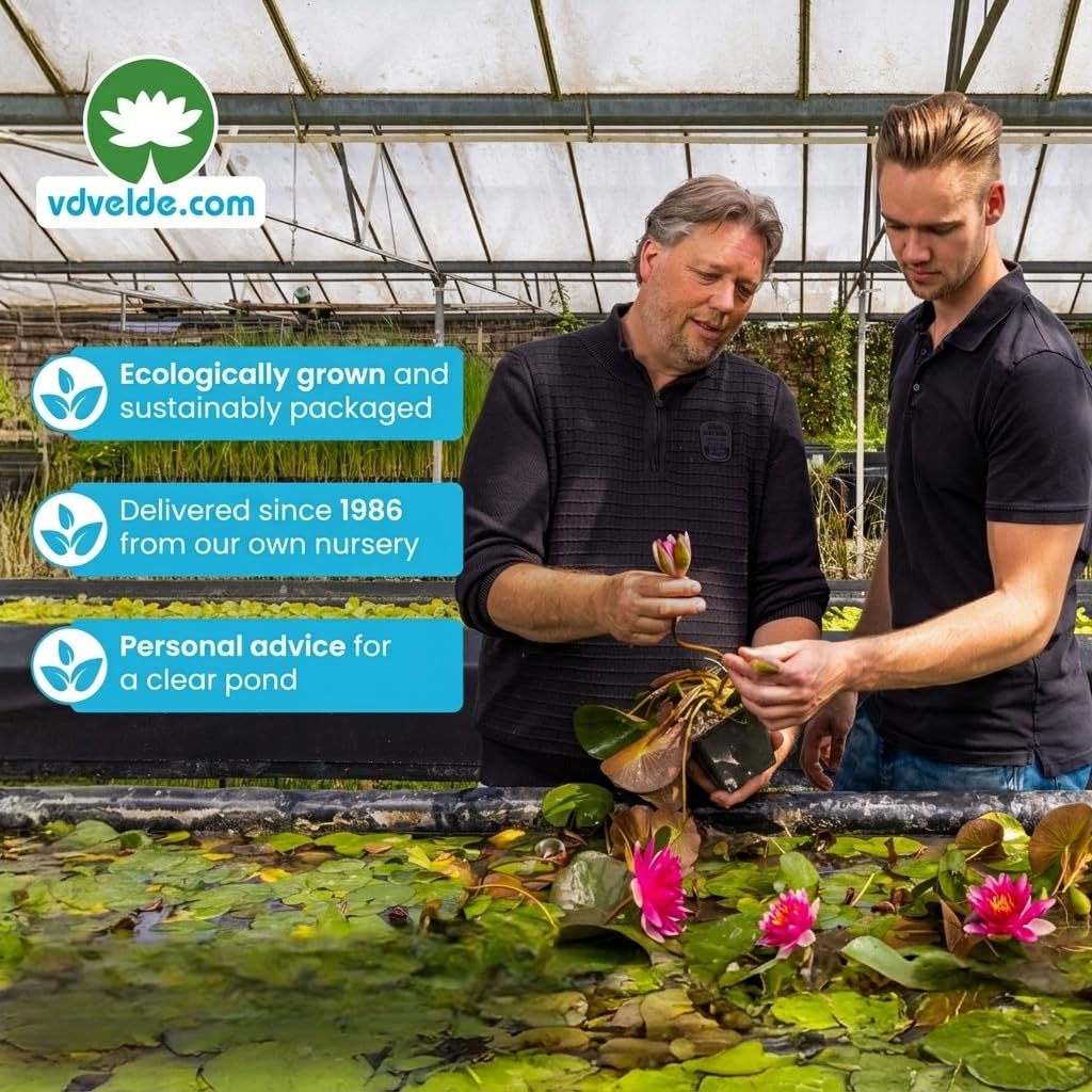 Vdvelde․com - Zwergseerose Rot Set - Nymphaea Pygmaea Rubra, Iris & Schwanenblume - 9 Teichpflanzen - Mit Pflanzkorb, Substrat & Dünger - Wassertiefe 10-40 cm