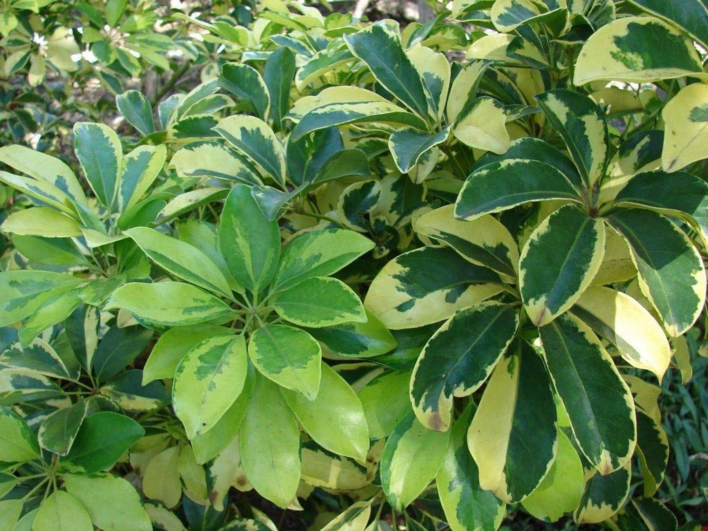 See full amazon price history chart for OhhSome Garden Live Plant Dwarf Umbrella Tree Schefflera Arboricola for Home Schefflora (Brassaia Actinophylla) Balcony Ornamental (1 Live Garden Plant) OhhSome Garden Live Plant Dwarf Umbrella Tree Schefflera Arboricola for Home Schefflora (Brassaia Actinophylla) Balcony Ornamental (1 Live Garden Plant) (B09N99B2XR) Amazon Price History, Amazon Price Tracker