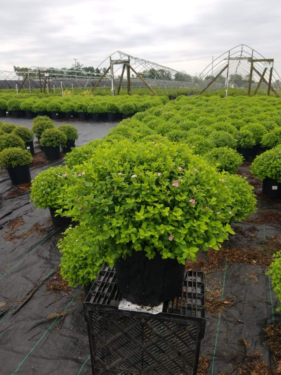 Amazon.com : Spiraea jap. 'Little Princess' (Spirea) Shrub, #3