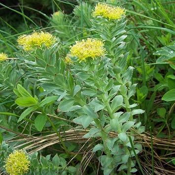Roseroot Seeds (Rhodiola rosea) 10 Seeds | Packaged in an airtight, watertight glass vial with cotton and moisture-absorbing silica for long-term seed storage.
