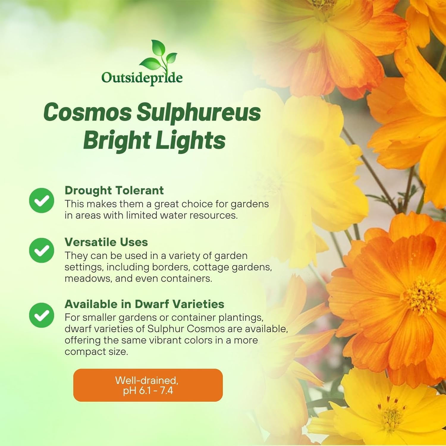 Outsidepride Bright Lights Cosmos Sulphureus Seeds - 1 Lb. Pcs Annual, Drought Tolerant & Pollinator Friendly, Flower Seeds for Planting w/Vibrant Mixed Blooms, Ideal for Landscaping & Xeriscaping