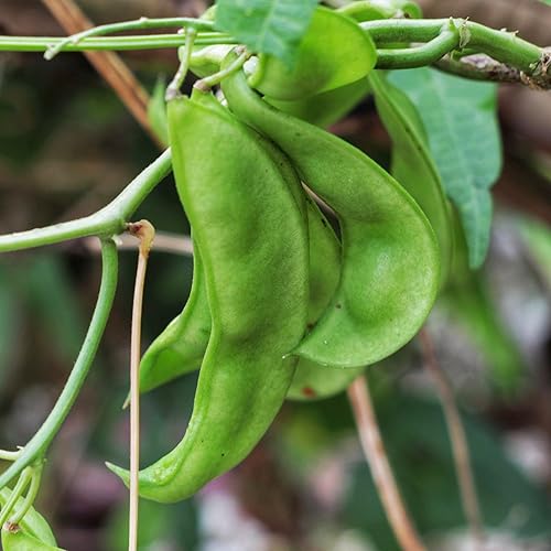 Miniatura 4 de Seed Needs Henderson Lima Bush - Semillas de frijol para plantar  2 onzas, más de 150 semillas Phaseolus Vulgaris sin OGM, variedad de semillas de