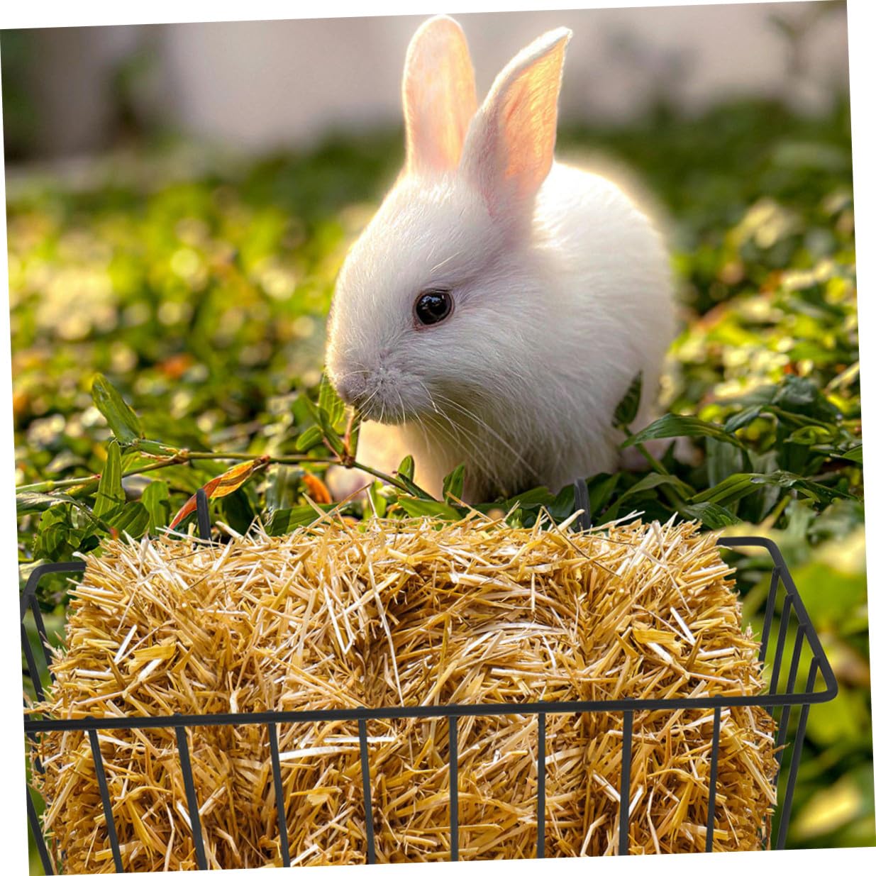 Veemoon Mangeoire à Foin et Évite Renversements pour Lapins en Fer Noir 5 Pièces, Support Résistant Garde la Nourriture Fraîche pour Cage d'animaux