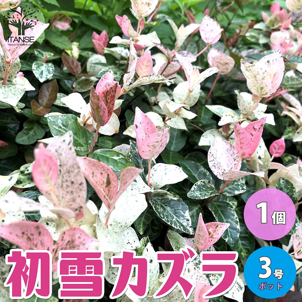 Amazon.co.jp: ITANSE 初雪カズラの苗 3号ポット 1個売り