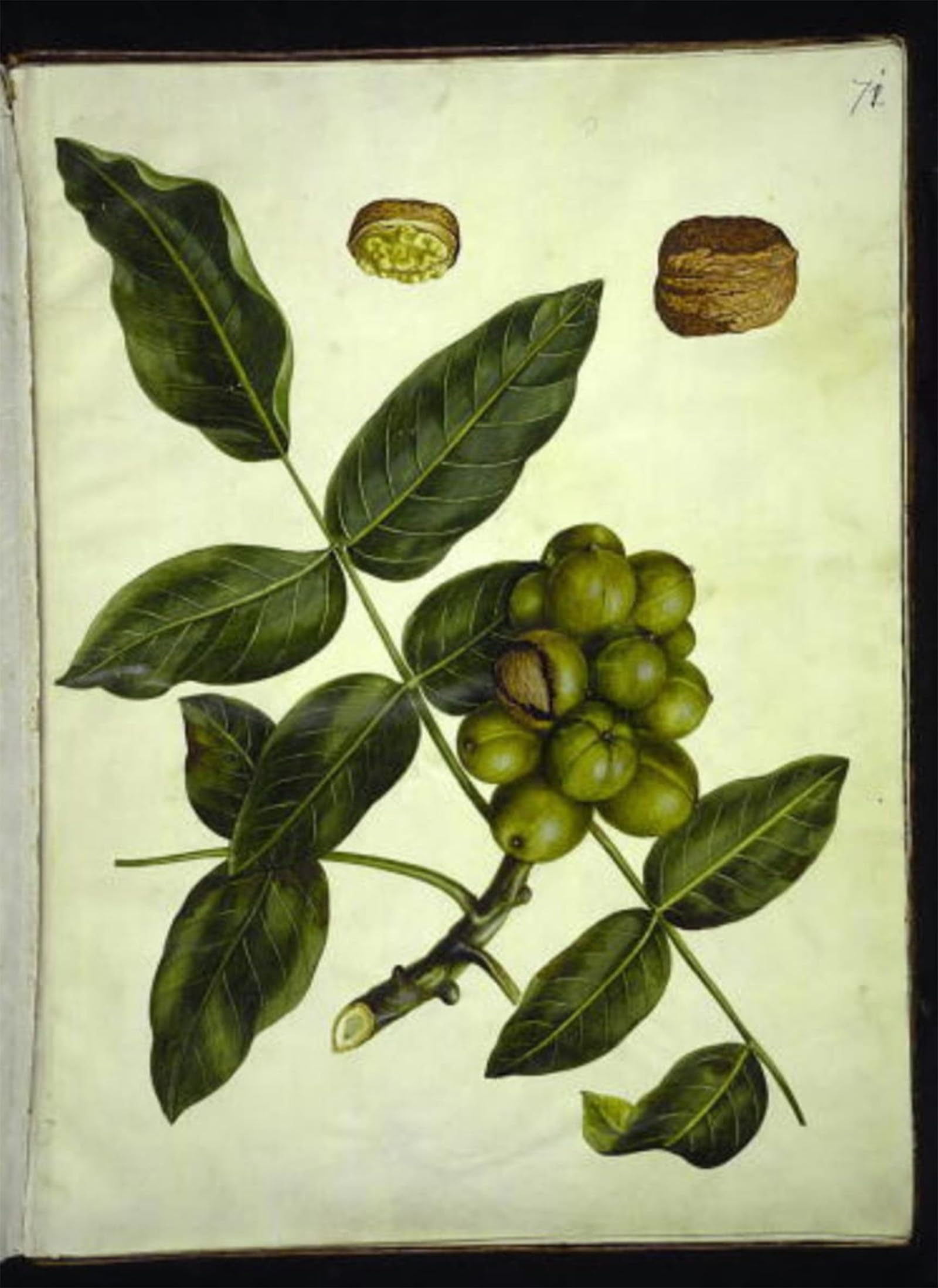 SERENDIPITP Abstract Painting Mural Print Picture Wall Decor Painting Juglans Regia by Hans Simon Holtzbecker Vintage Wall Artwork for Home Decor 60x90cm