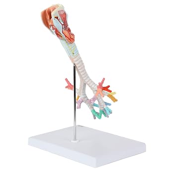 Axis Scientific Larynx, Trachea, Bronchi ModelAxis Scientific Larynx