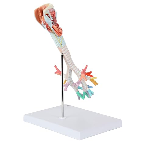 Axis Scientific Larynx, Trachea, Bronchi ModelAxis Scientific Larynx