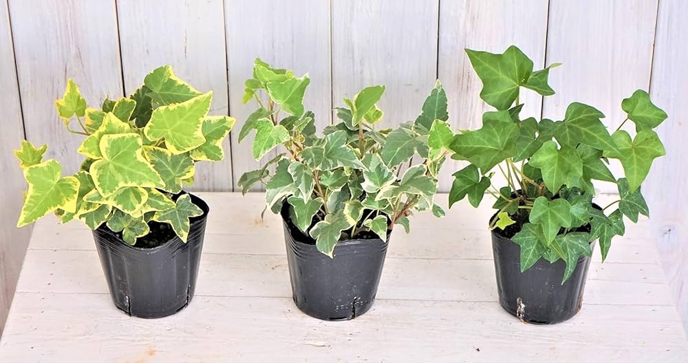 Amazon | はなみどり 観葉植物 ヘデラ へリックス 3号ポット