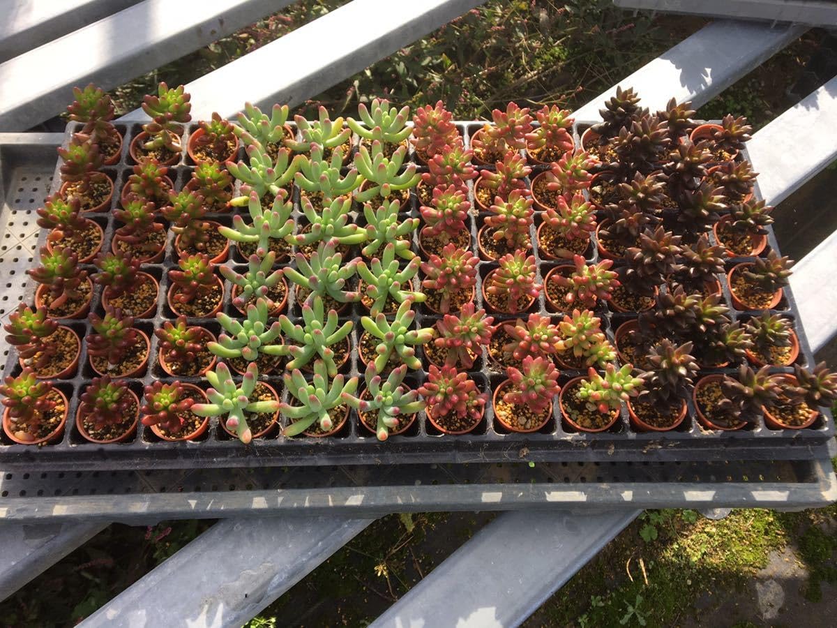 確認用 多肉 セダム 寄植え 入荷 多肉・セダム編 多肉のシーズン到来 いろいろと入荷して来ました
