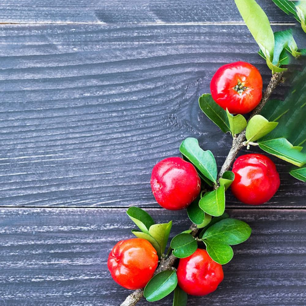 300 Semillas Orgánicas De Acerola (cereza De Acerola) – árbol Frutal Resistente Para Exterior, Ideal Para Macetas Y Jardines