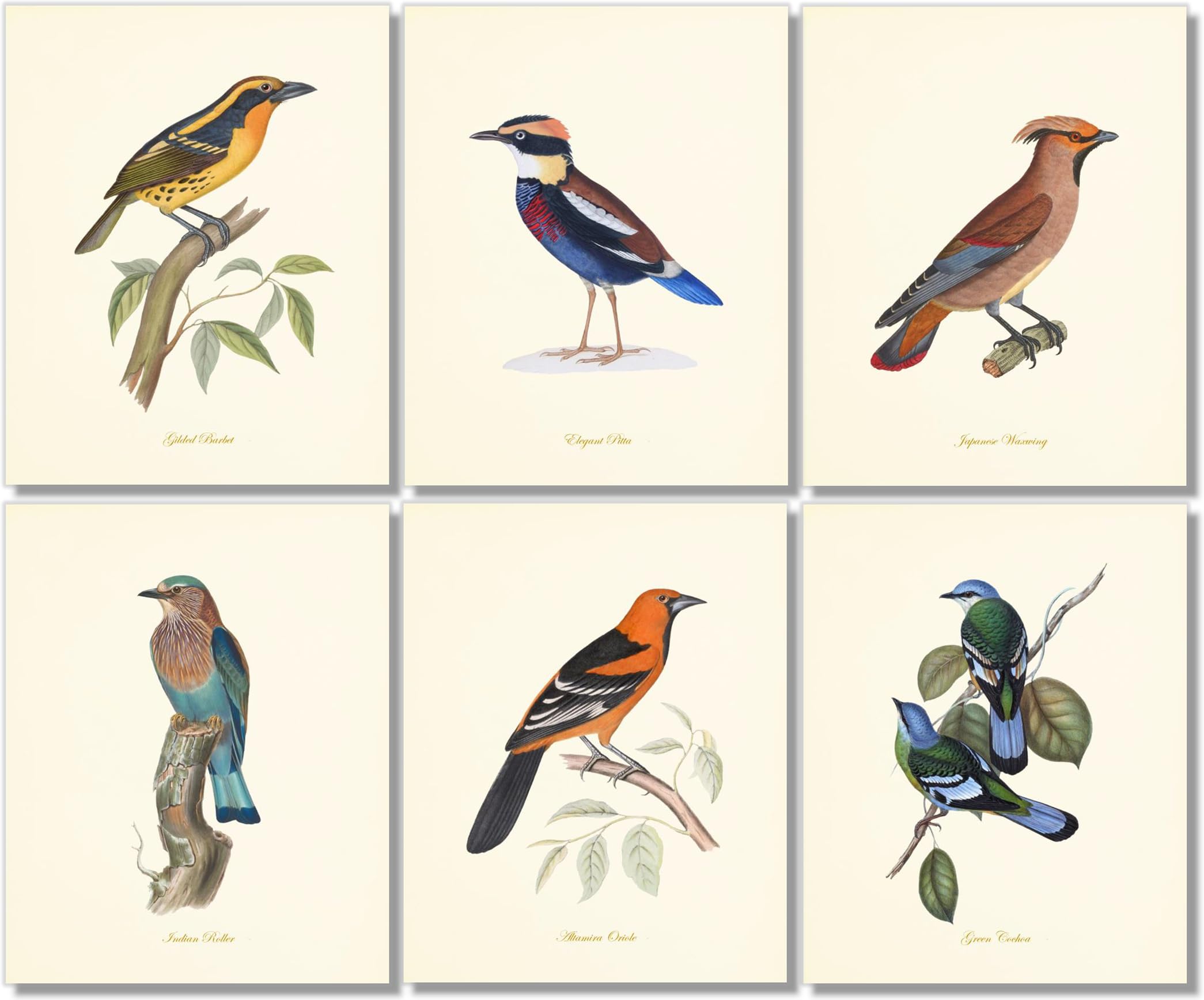 アート・デザイン・音楽 CLASSIC NATURAL HISTORY PRINTS BIRDS Amazon.com: Vintage Bird Art Prints (Set of 6) - Unframed