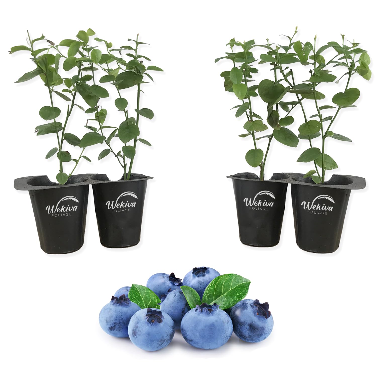 Wekiva Foliage Biloxi 4-Pack