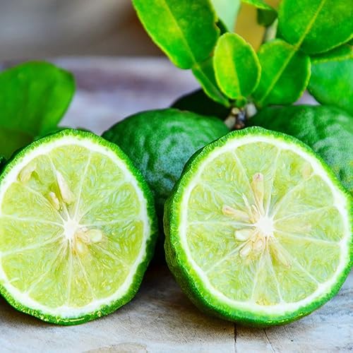 Miniatura 4 de YEGAOL Garden - Semillas de naranja y cítricos, bergamia, perenne, perenne, comestible, bonsái ornamental para patio al aire libre, 10 semillas de