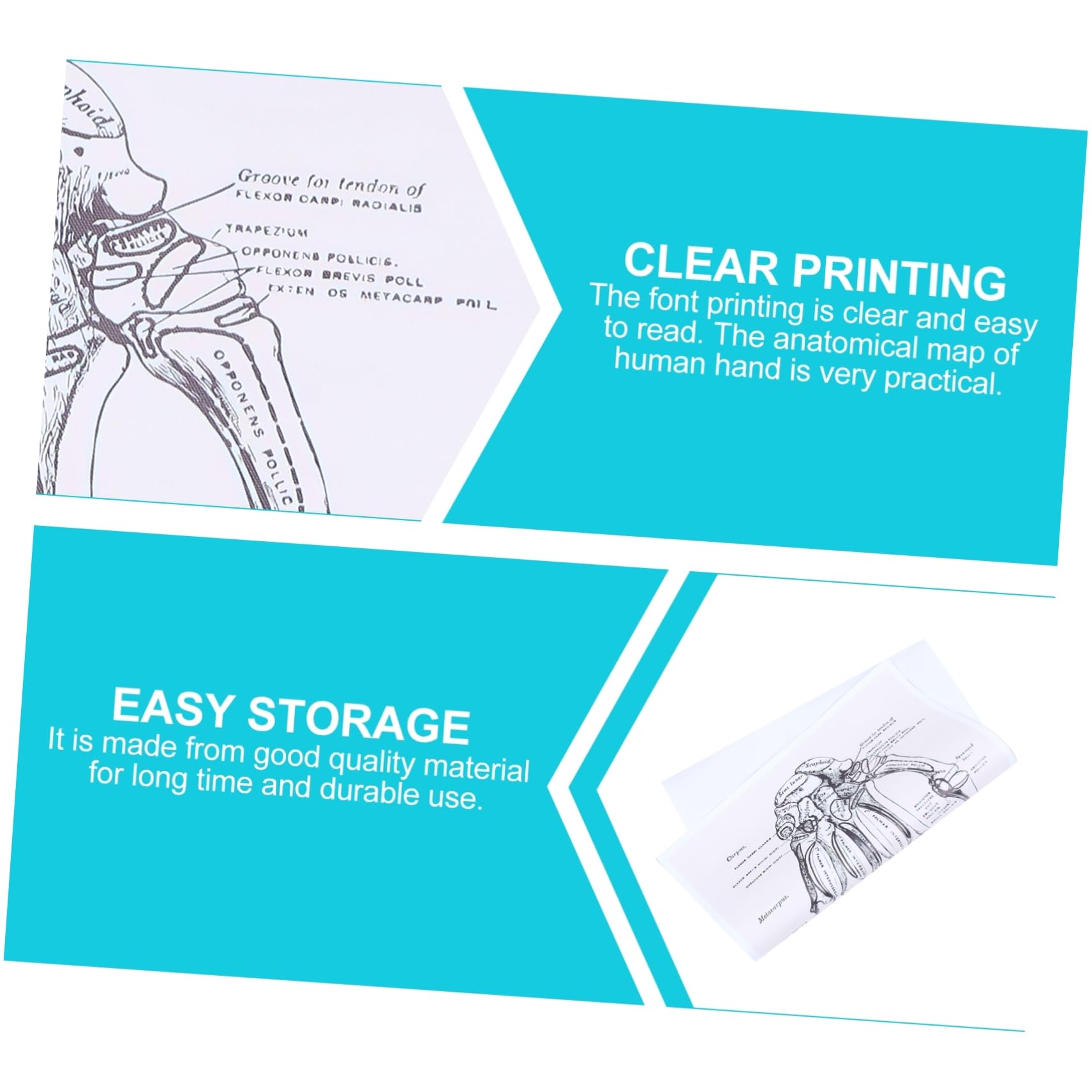 OSOLADY 1pc Human Anatomy Decor Human Wall Art Hand Anatomy Chart Picture of Anatomy of Body Anatomy Teaching Chart Human Skeleton Chart Human Hand Anatomy Poster Chemical Fiber Canvas