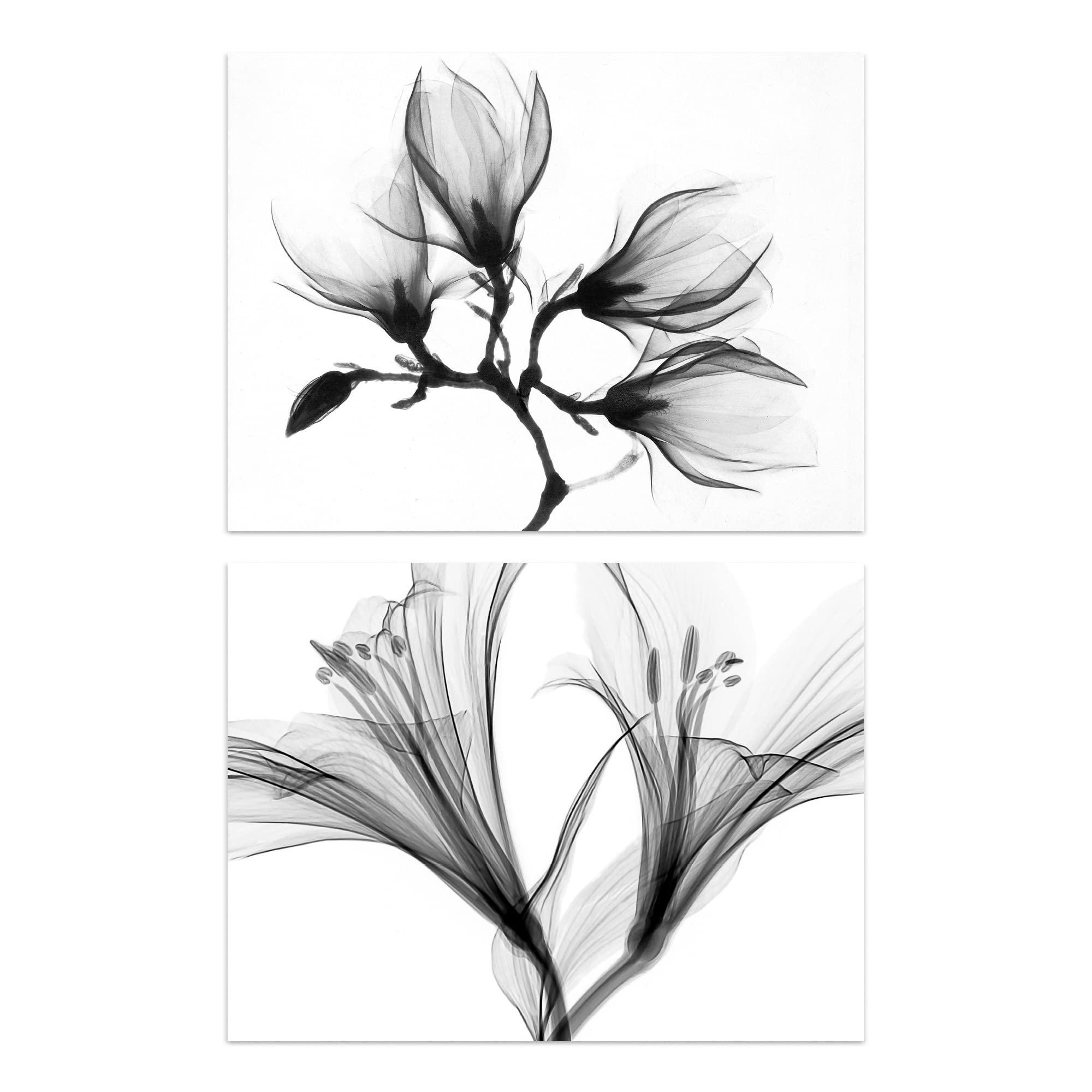 Artery8 Flower X-Ray - Set Of 2 Flower X-Ray's Lily And Magnolia Black White Set Of 2 Unframed Wall Art Prints Office Study Aesthetic Photograph A4