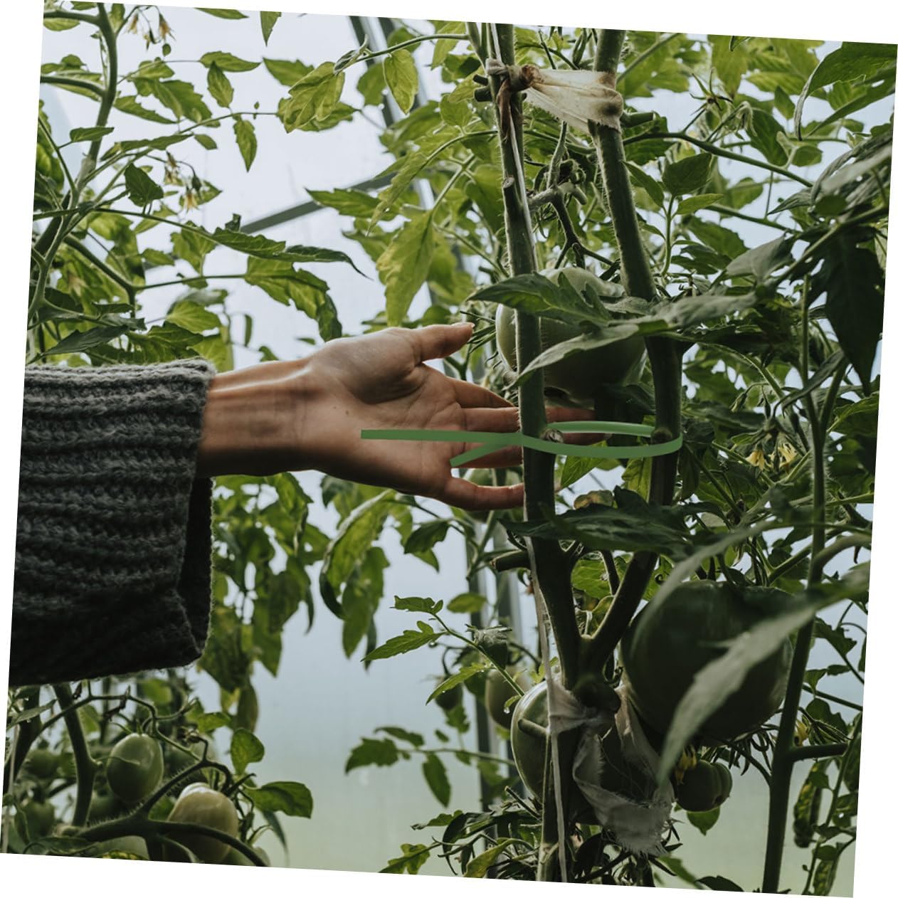 1roll Climbing Plant Fasteners of Gardening Plant Ties Flexible Twine for Vines Cable Tie TPR Easy Application