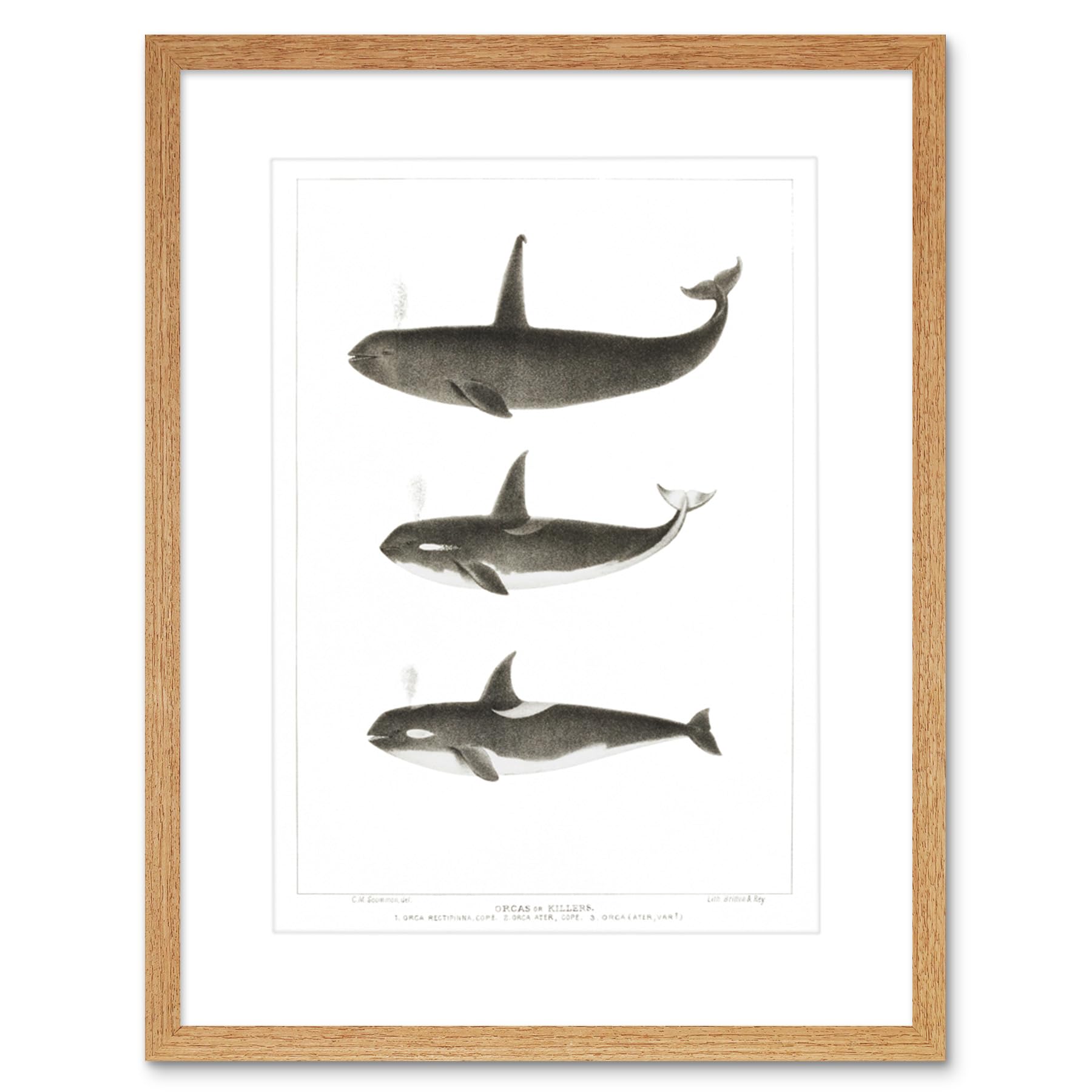 Wee Blue Coo Orca Killer Whales Art Print Framed Poster Wall Decor 9x7 inch