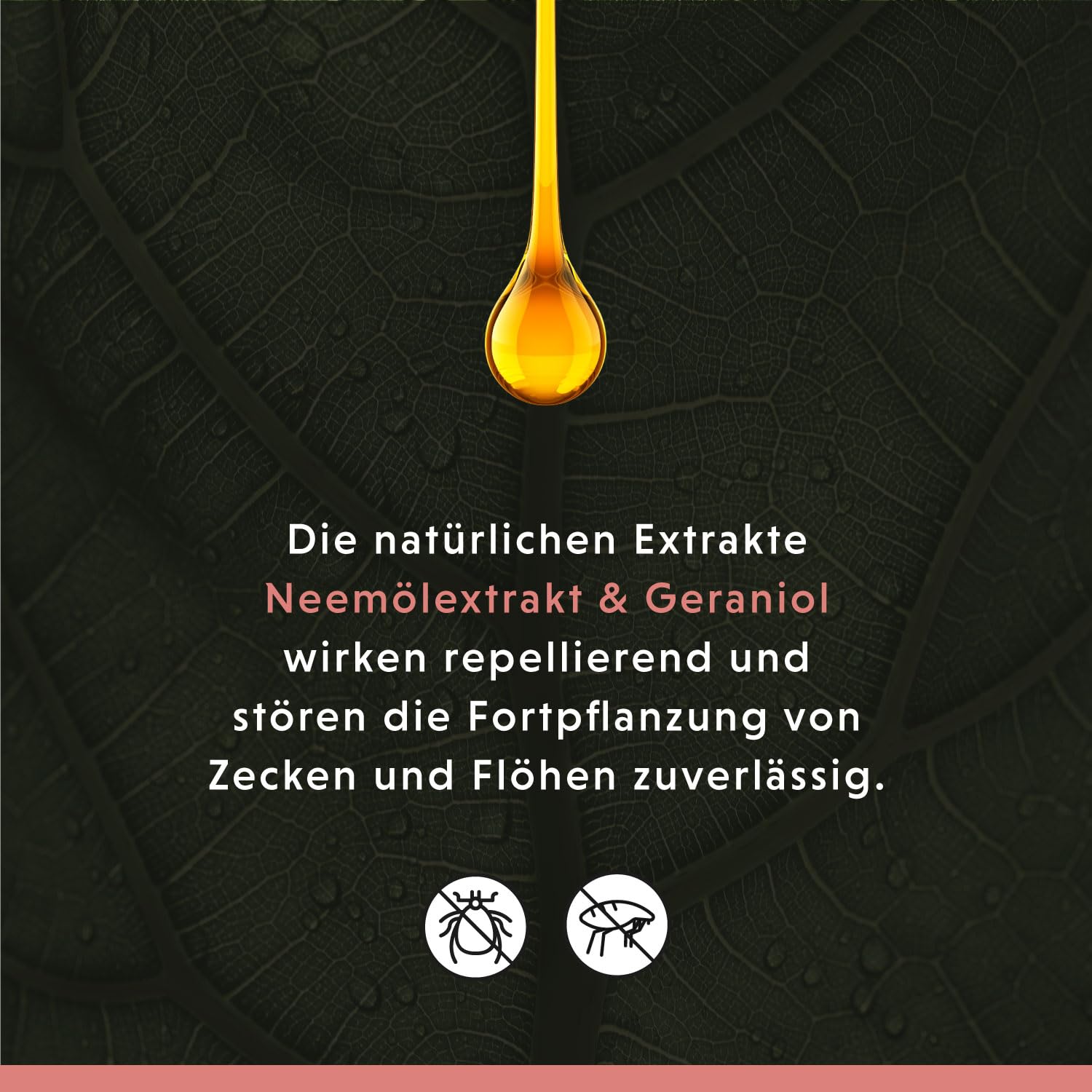 Annimally Anti Zecken und Flohshampoo Hund - Shampoo gegen Zecken, Flöhe & Milben für Hunde - Hundeshampoo mit Neem-Extrakt (500ml)