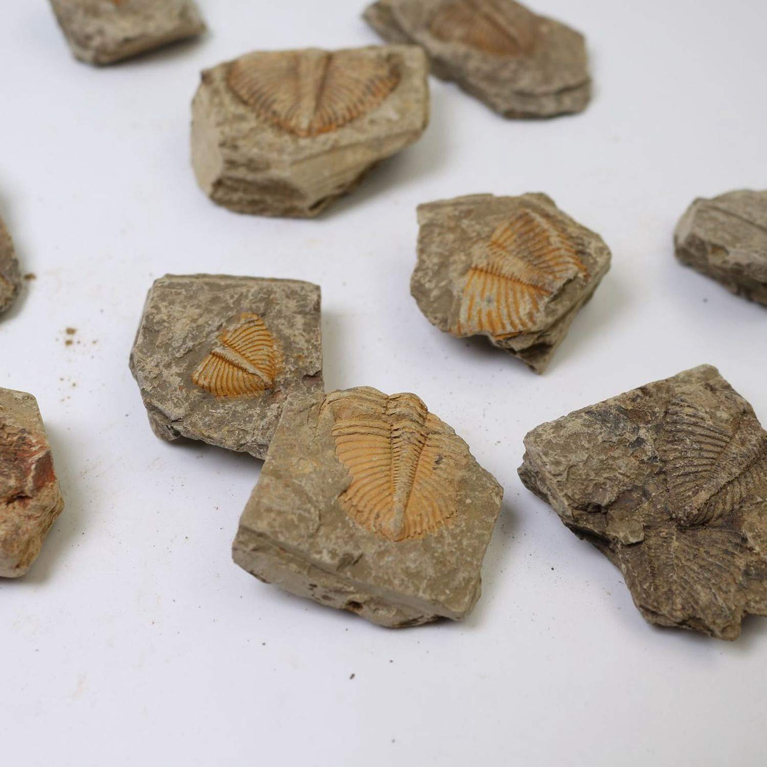 1 Pieza Natural de Cola de Trilobites FóSiles Antiguos ColeccióN de Muestras de EnseñAnza