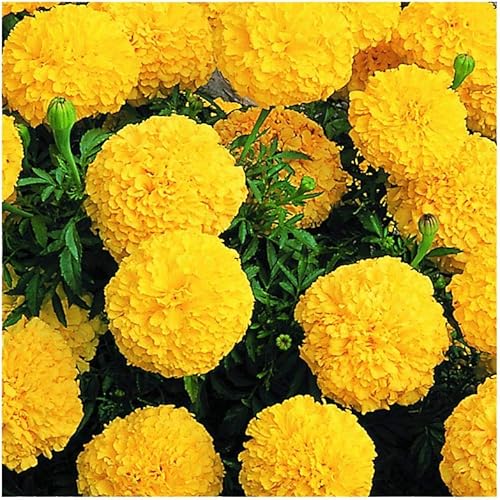 Miniatura 7 de Park Seed Big Duck semillas de caléndula amarilla, produce más flores durante más tiempo que la mayoría de caléndulas, paquete de 25 semillas