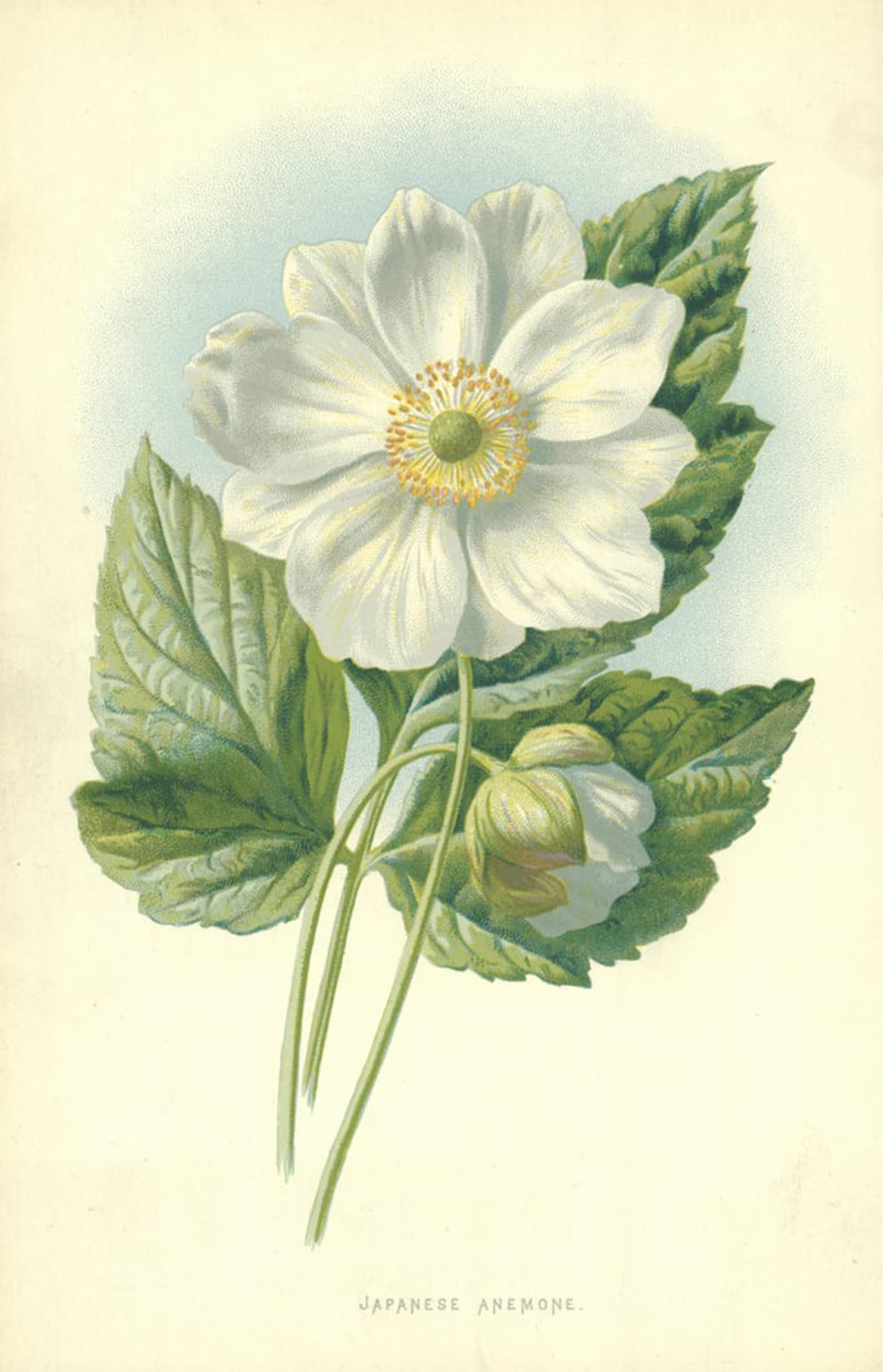 SERENDIPITP Vintage Wall Art Canvas Nordic Poster Canvas Print Picture Japanese Anemone by Frederick Edward Hulme Wall Art Poster for Home Decor 60x90cm